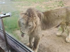 -西霞口神雕山野生动物世界