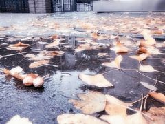 -三里屯东五街银杏大道