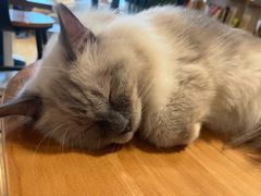 -Cappucimeow猫咪咖啡馆(韦伯时代店)
