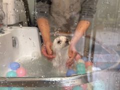 -佐罗家宠物馆·猫文化馆(紫霞路店)