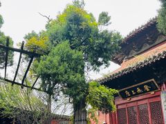 -洛阳白马寺