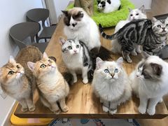 -有喵·猫咖·狗咖·30几只猫10只小狗(岗厦店)