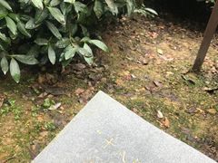 -十八棵（老龙井）御茶园(老龙井店)