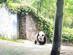 -都江堰中华大熊猫苑