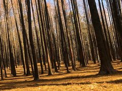 -山王坪喀斯特国家生态公园