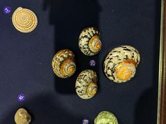 -青岛贝壳博物馆