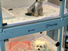 -翊宠yipet猫狗购宠庄园