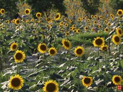 -光明小镇欢乐田园