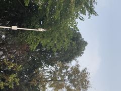 -张坝桂圆林公园