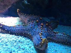 -暹罗海洋世界