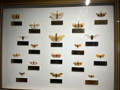 -上海昆虫博物馆