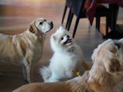 -百好乐宠物友好餐厅(朝外大街店)