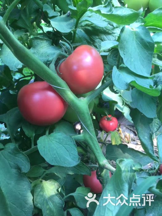 胡巴西瓜西红柿采摘图片 - 第1张