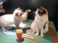 -喵喵咪呀布偶猫咖(春熙路店)