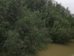 -崖口红树林海鲜餐厅