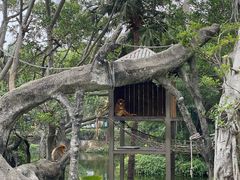 -深圳野生动物园