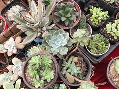 -秦美花卉(天朗·莱茵小城2期店)