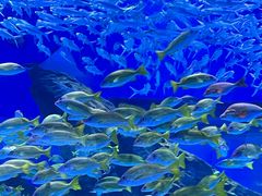-海合安武汉极地海洋公园