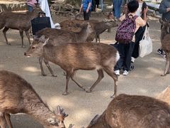 -奈良公园