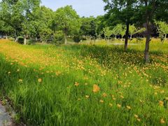 -昆山城市生态森林公园