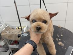 -帕帕拉兹宠物(亚洲旗舰店)