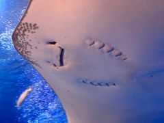 -太平洋海底世界