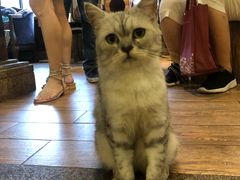 -more than meow吴止猫主题餐厅(承德 中船汇店)