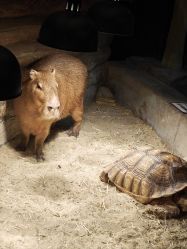 -Zoolung Zoolung动物主题公园(海信广场店)