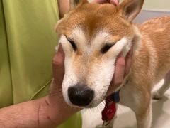 -艾吉宠物医院·疑难杂症转诊中心·猫友好(碧江路院)