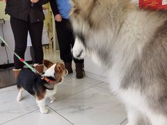 -艾吉宠物医院·疑难杂症转诊中心·猫友好(碧江路院)