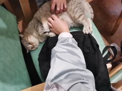 -猫色咖啡·猫咖