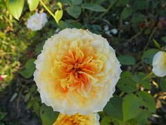 -南通鲜花小镇