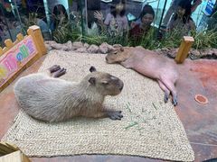-正佳雨林生态植物园