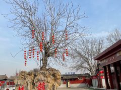 -曹州牡丹园