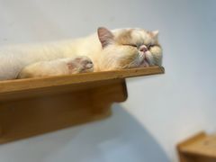 -Heymao猫咖.咖啡厅(东门店)