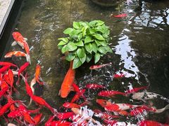 -野蔓果·山野菜(西湖景区·龙井茶田店)