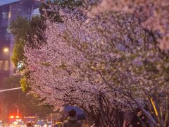-西北湖绿化广场