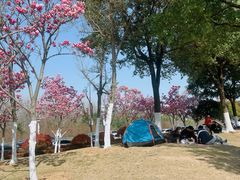 -合肥滨湖国家森林公园