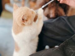 -more than meow吴止猫主题餐厅(承德 中船汇店)