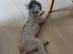 -利又安动物医院··老年病·猫科犬科·中兽医