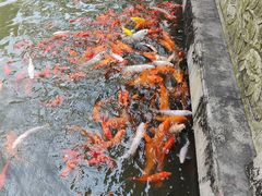 -碧江金楼