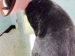 -特一安24小时宠物医院·骨科·中兽医