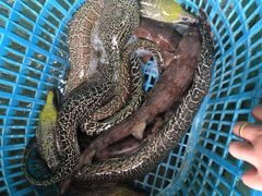 -浪琴湾尾角仔海鲜坊