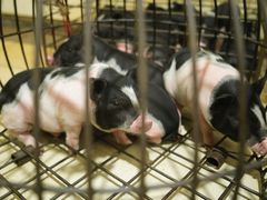 -黄记四更烤乳猪店