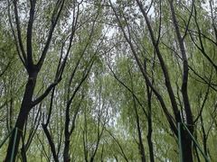 -柳浪闻莺公园
