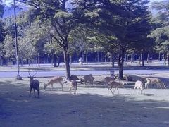 -清迈夜间动物园