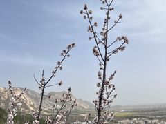-北京凤凰岭