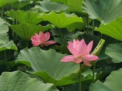 -莲花池公园