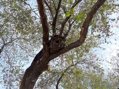 -北京西山国家森林公园