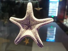 -青岛贝壳博物馆